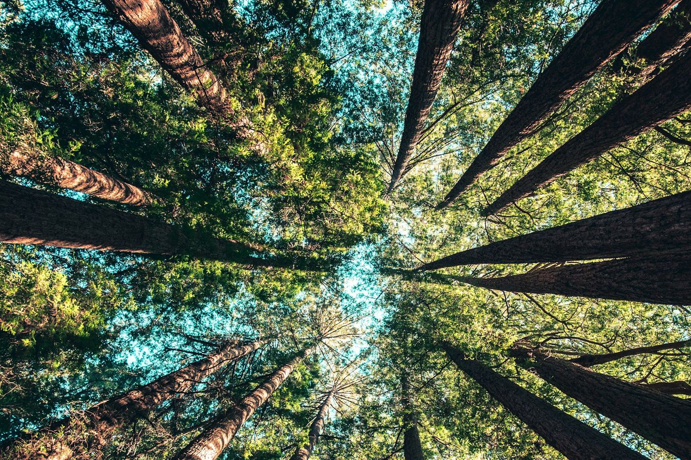 Cimes d'arbres vues d'en bas, une respiration au milieu de la ville pour les Morlaisiens