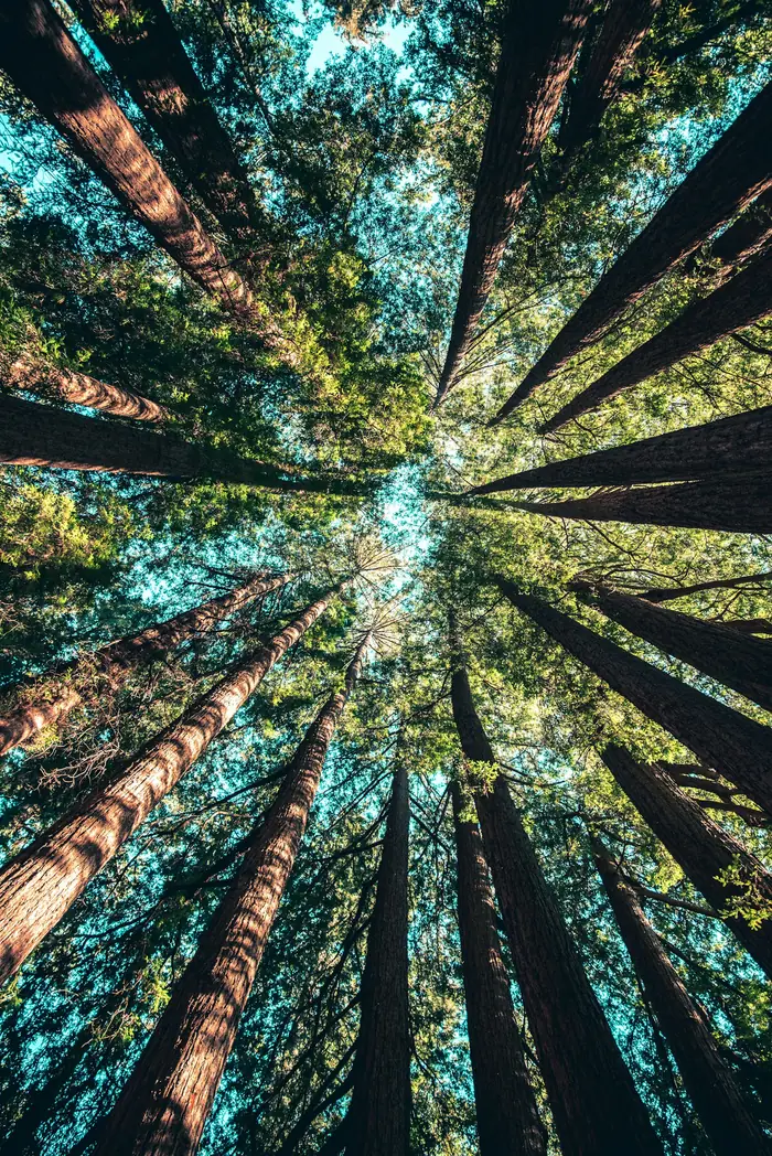Grands arbres vus depuis le sol, face au ciel